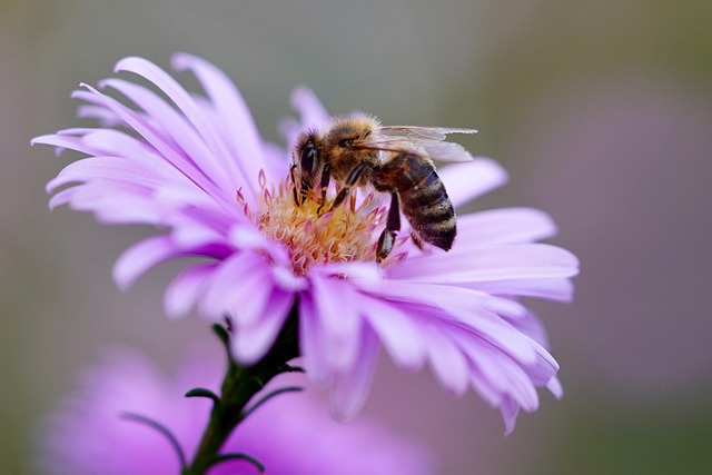 The Battle Against Colony Collapse Disorder