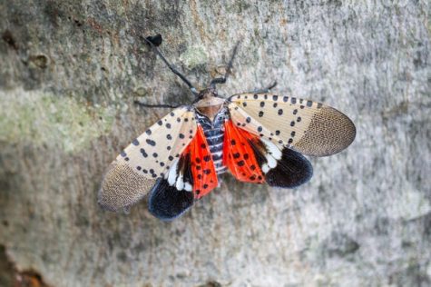 A picture of the spotted lantern fly mentioned in the article. 

Courtesy of scientificamerican.com